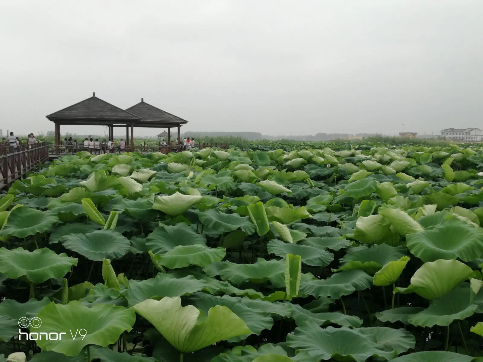 沛县湖西农场 (1).webp